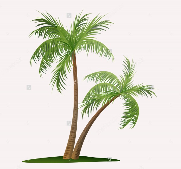 Vector Illustration of Two Palm Trees