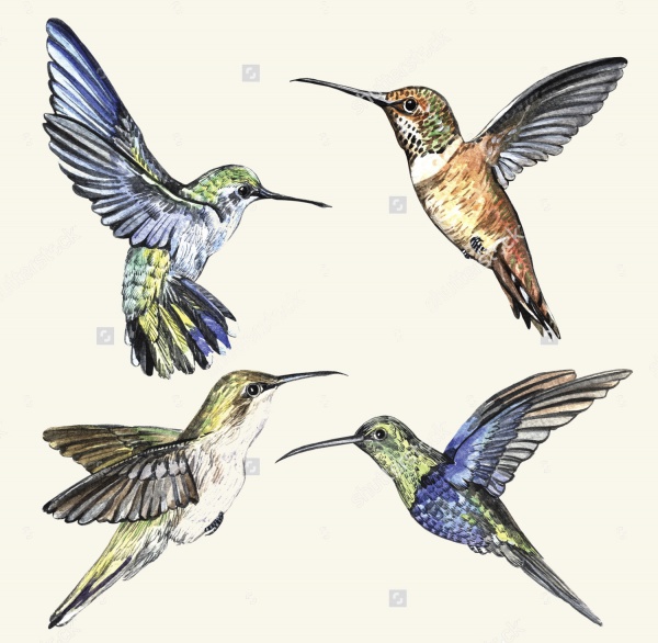 Watercolor Birds Illustration