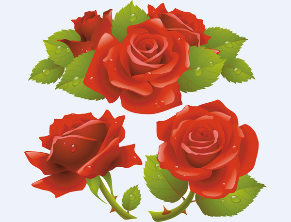 download rose illustration Foer Desktop