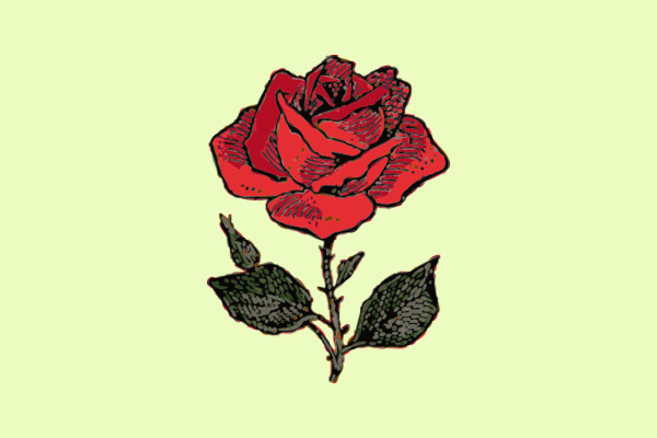 Rose Illustration with Color Clipart