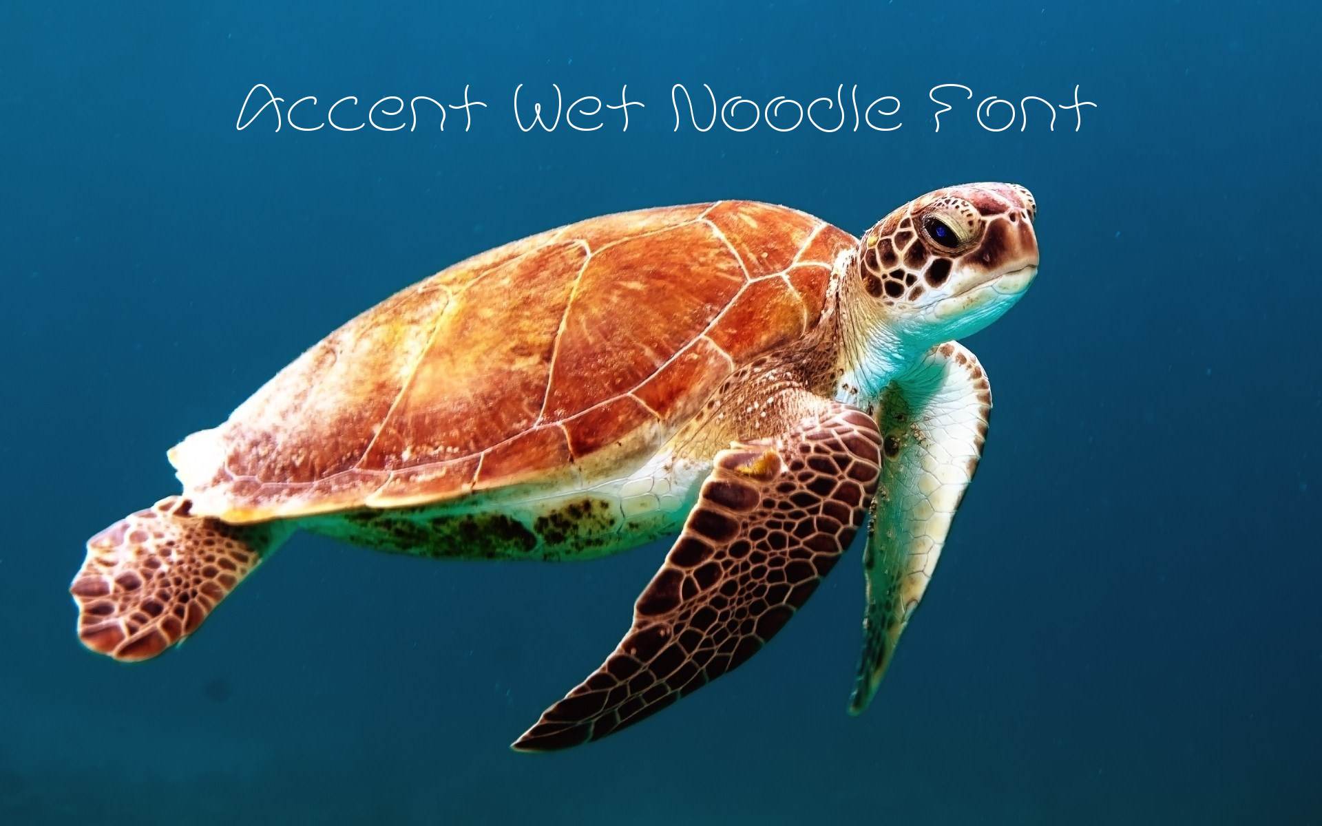 Accent Wet Noodle Font