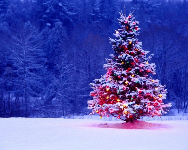 Free Christmas Tree Wallpaper