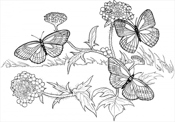 Fall Coloring Pages for Adults