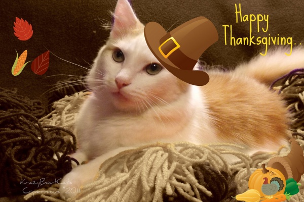 Free Funny Happy Thanksgiving Image
