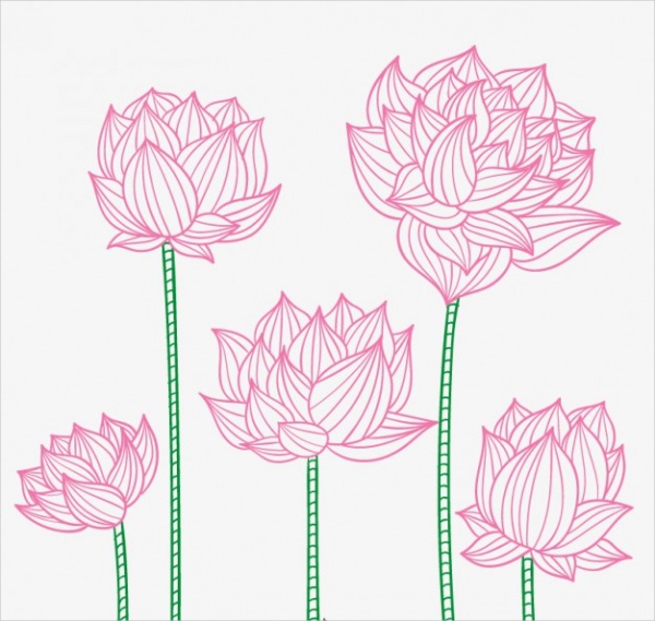 Lotus Flower Drawing