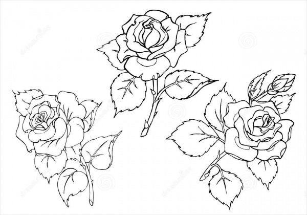 Rose Flower Drawings