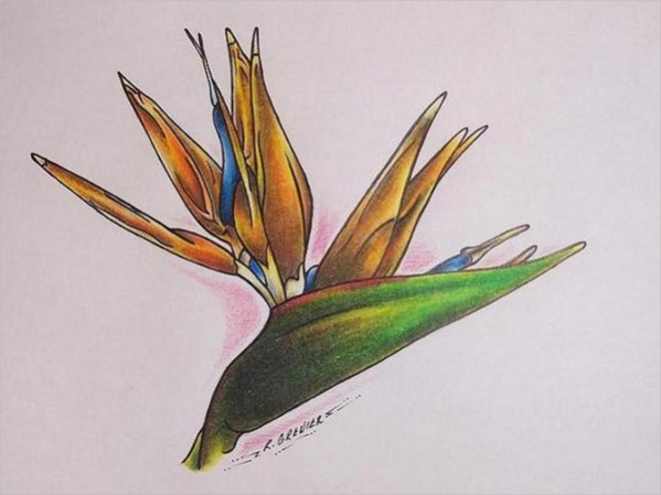 Tropical Flower Drawings