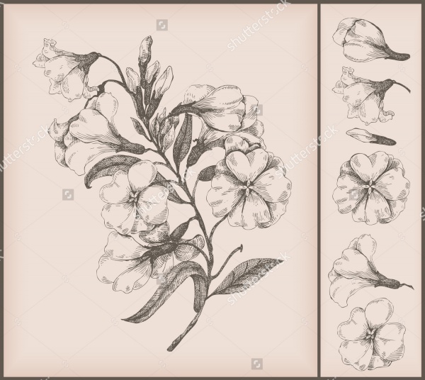 Vintage Flower Drawings