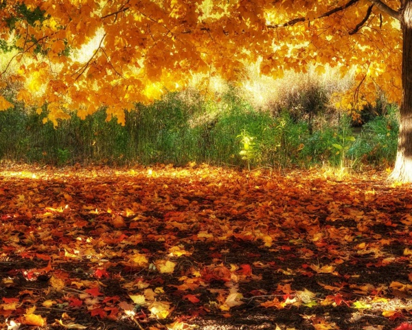 Autumn Phone Background