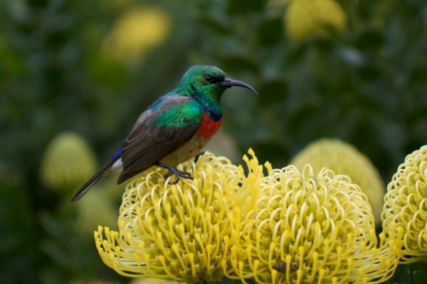Beautiful Bird Digital Photography