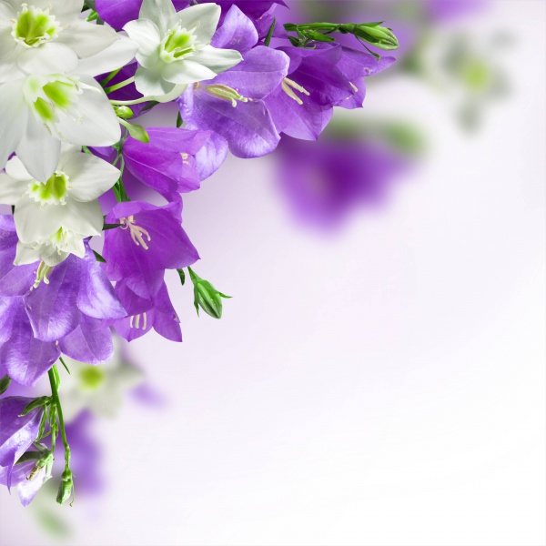 Colorful High Resolution Flower Background