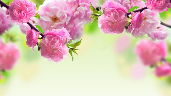 Colorful Spring Flower Background