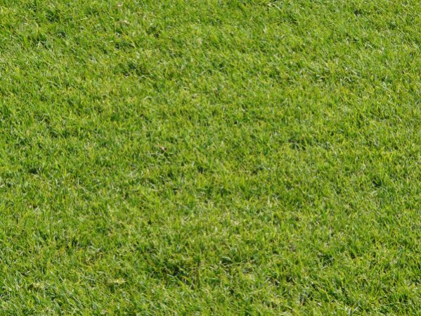 Consistent Green Grass Texture