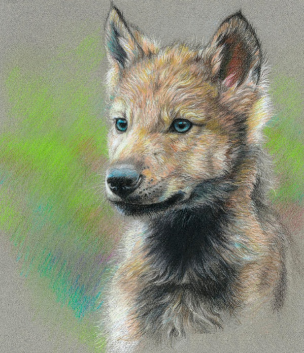 Cool Baby Wolf Drawing