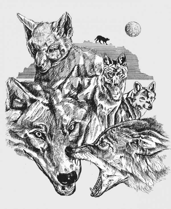 Drawing of Wolf Life Cycle