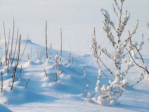 Frozen Snow Plants Photography
