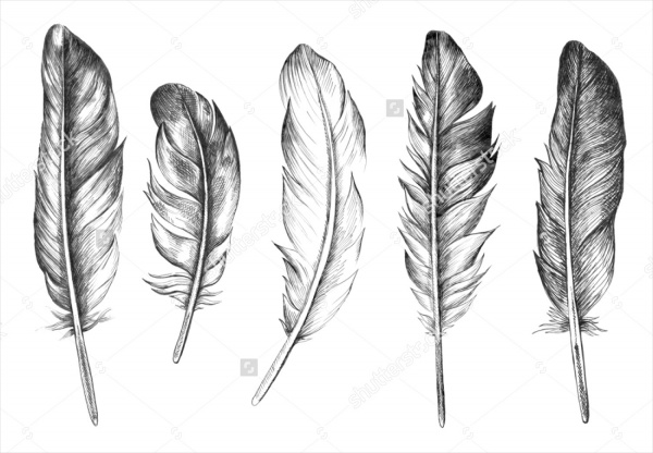 Hand Drawn Feathers Drawing