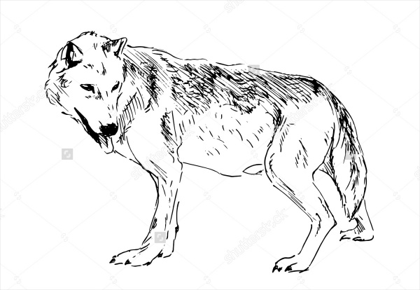 Hand drawing wolf