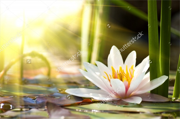 Lotus Flower Background Design