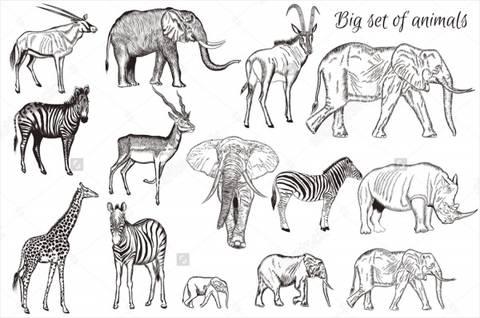 45+ Pencil Drawings - JPG, PSD, AI Illustrator Download