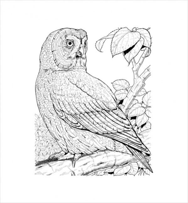 Owl Coloring Page for Adults