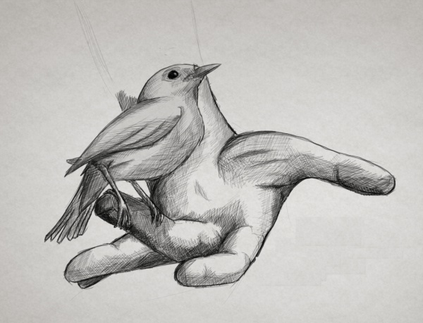 Pencil Drawings of Birds