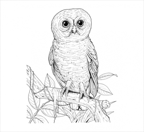 15+ Thousand Coloring Book Owl Royalty-Free Images, Stock Photos
