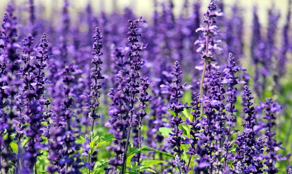Purple Flowers Photography