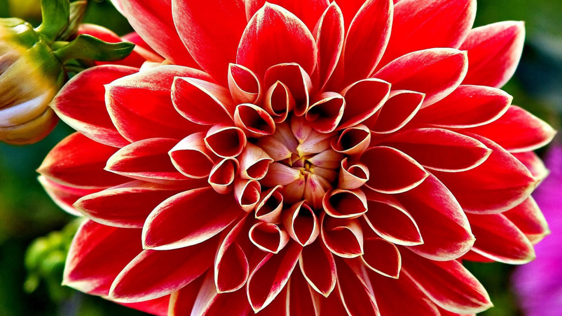 Red Colored Hd Flower Background