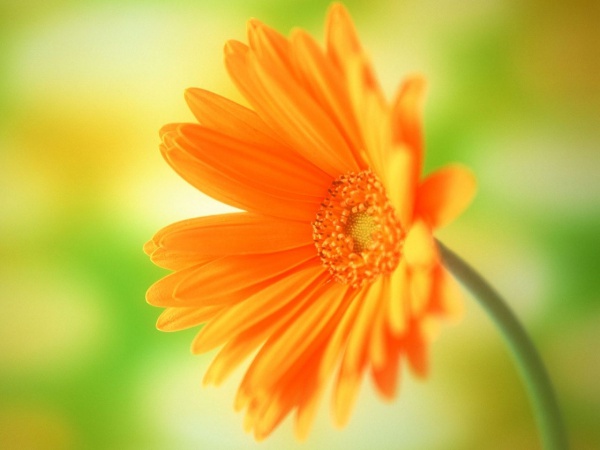 Simple High Resolution Flower Background