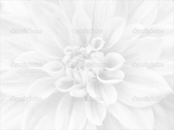 Simple White Flower Background