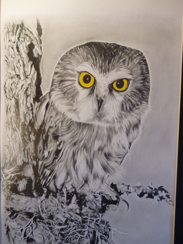 Terrific Owl Drawing