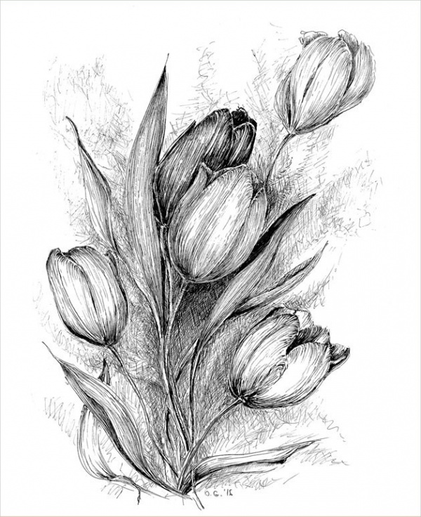 Tulip Flower Drawing