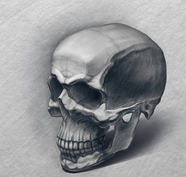 Wild Skull Drawing