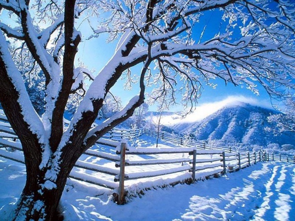 Winter Nature Background