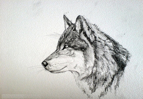Wolf Face Drawing