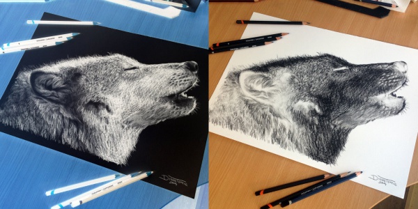 Wolf Inverted Pencil Drawing