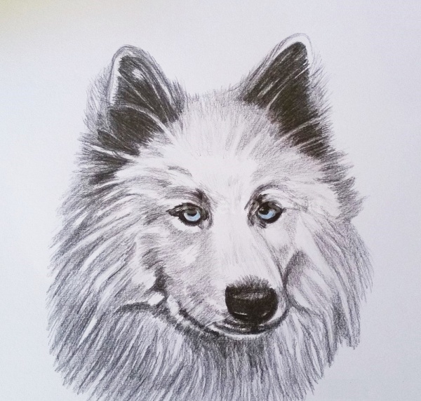 Wolf Totem Animal Drawing