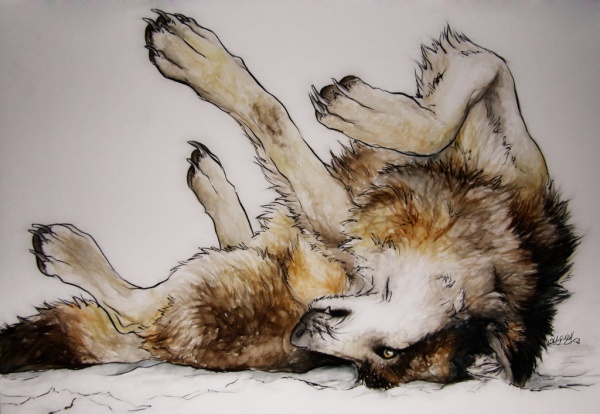 cool wolf drawings in pencil