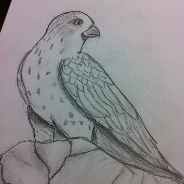 Highly Editable Bird Drawing