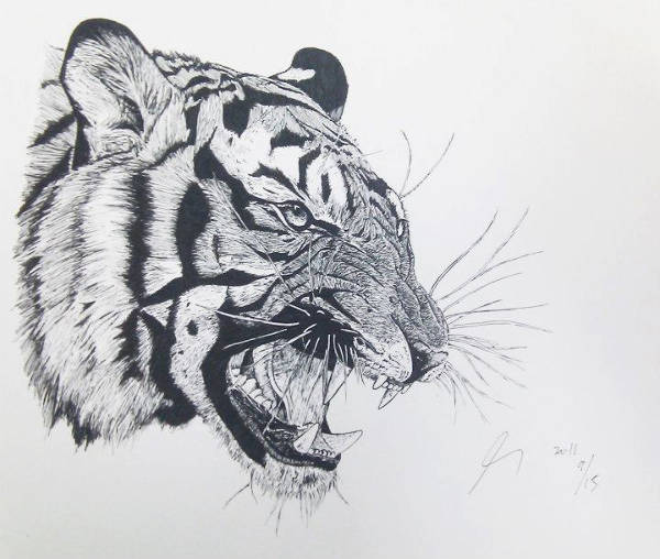 Angry Tiger Drawing