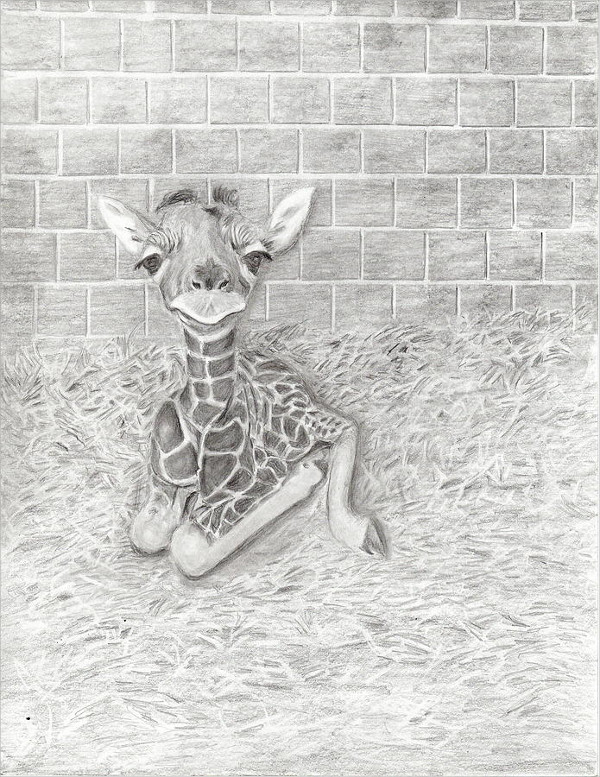 Baby Giraffe Drawing