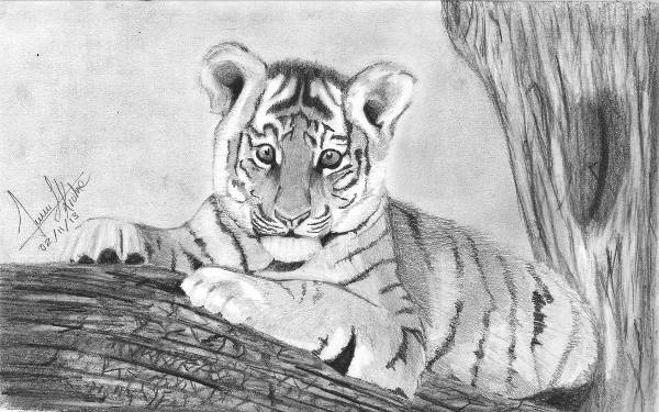 Baby Tiger Drawing