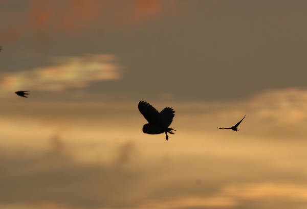 Barn Owl Silhouette