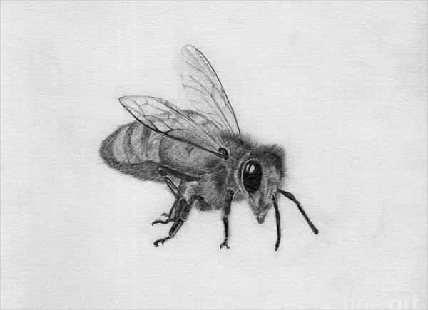 Bee Pencil Drawing
