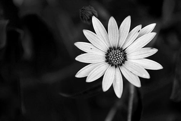 Black and White Flower Photography