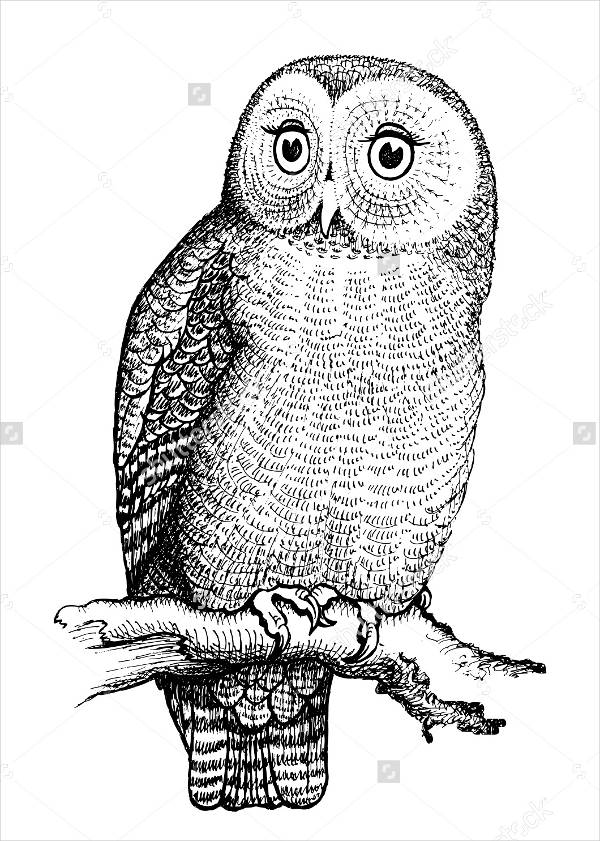 Black and White Owl Drawing