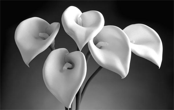 Black and White Still Life Photography