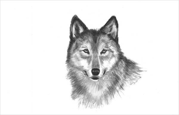 Black and White Wolf Drawing