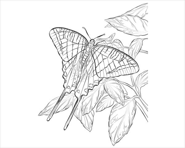 FREE 9+ Butterfly Coloring Pages in PSD | AI